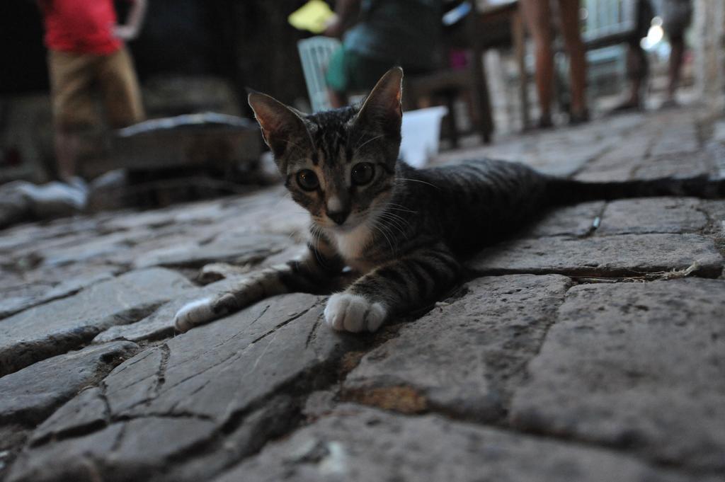 Olympos Koyevi Countryhouse ภายนอก รูปภาพ